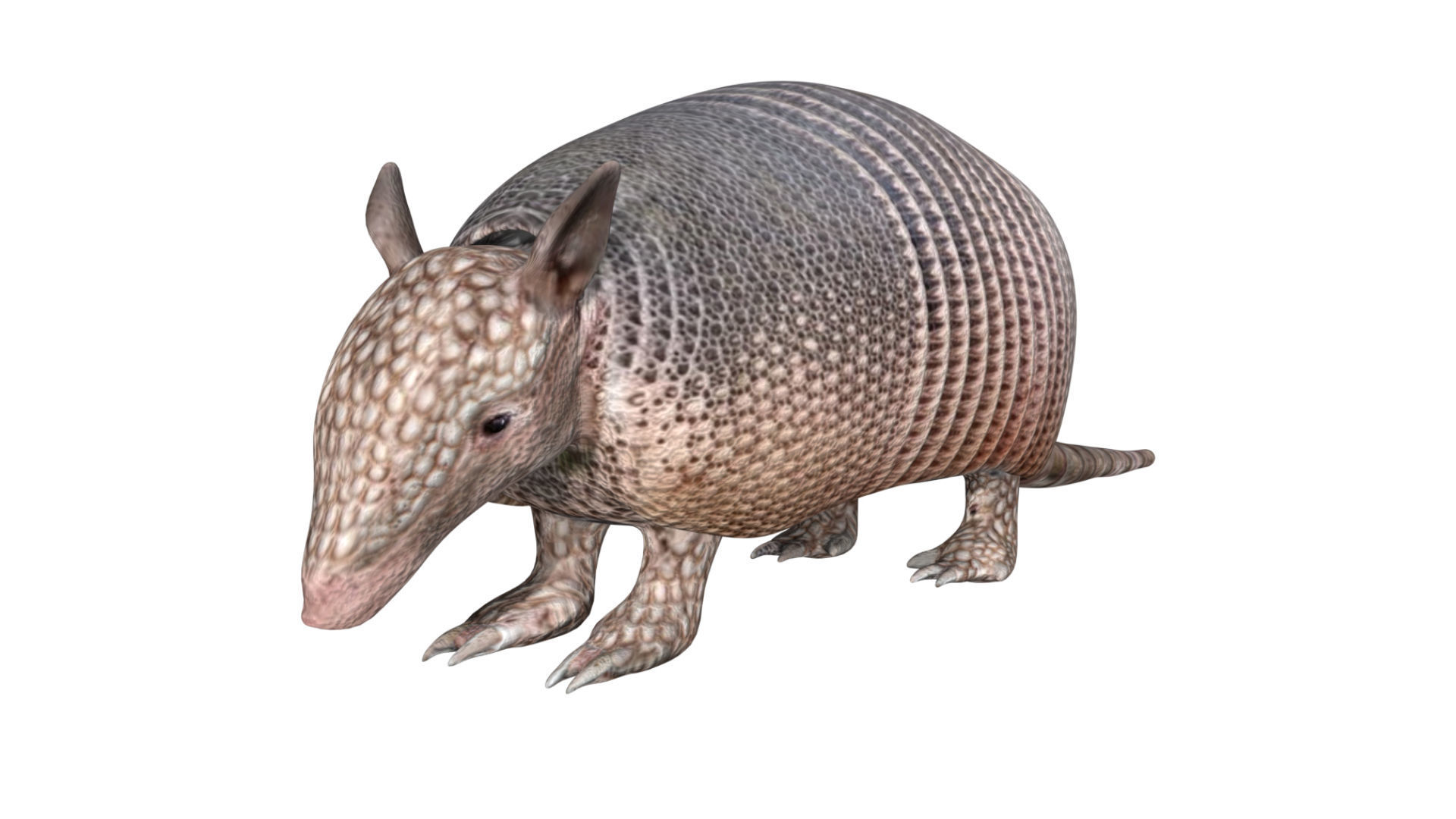 Armadillo Low-poly 3D model_6