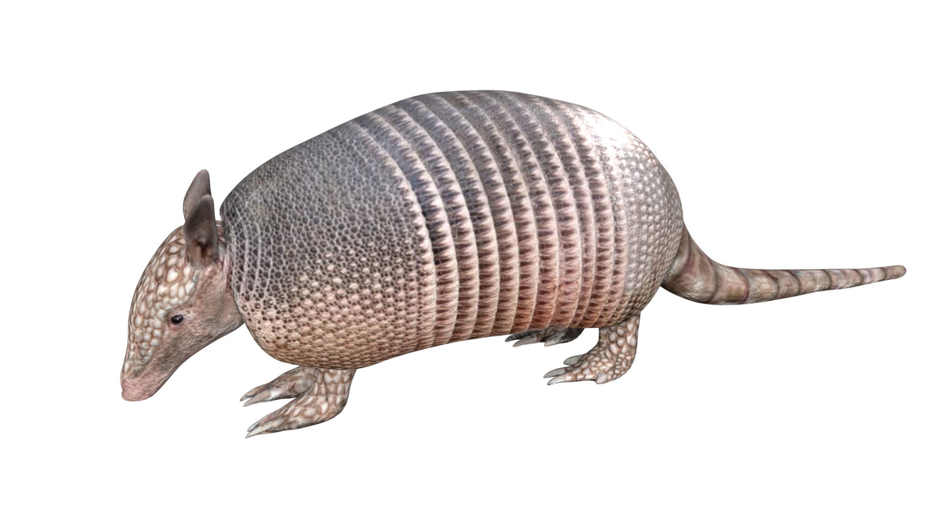 Armadillo Low-poly 3D model_4