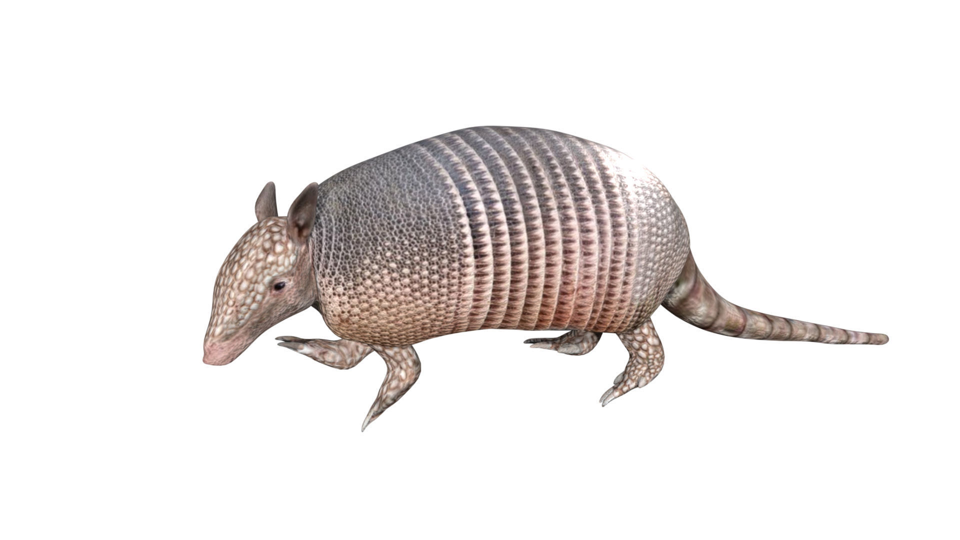 Armadillo Low-poly 3D model_1