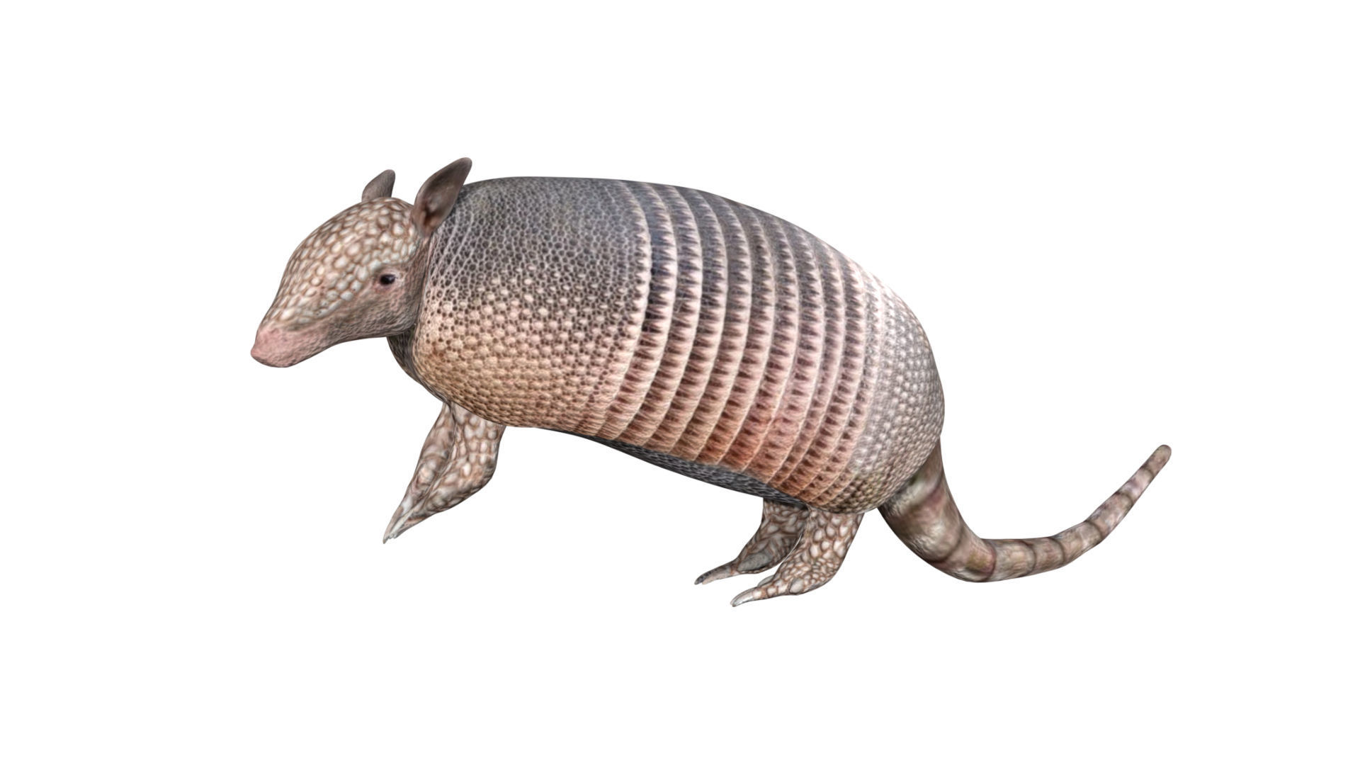 Armadillo Low-poly 3D model_5