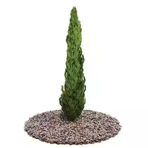 Evergreen Planted Tree