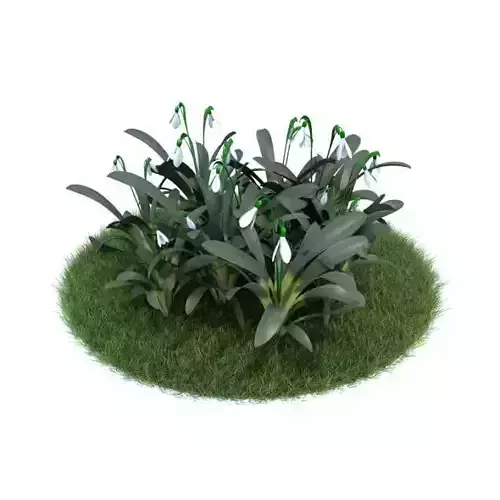 Green Plant Galanthus