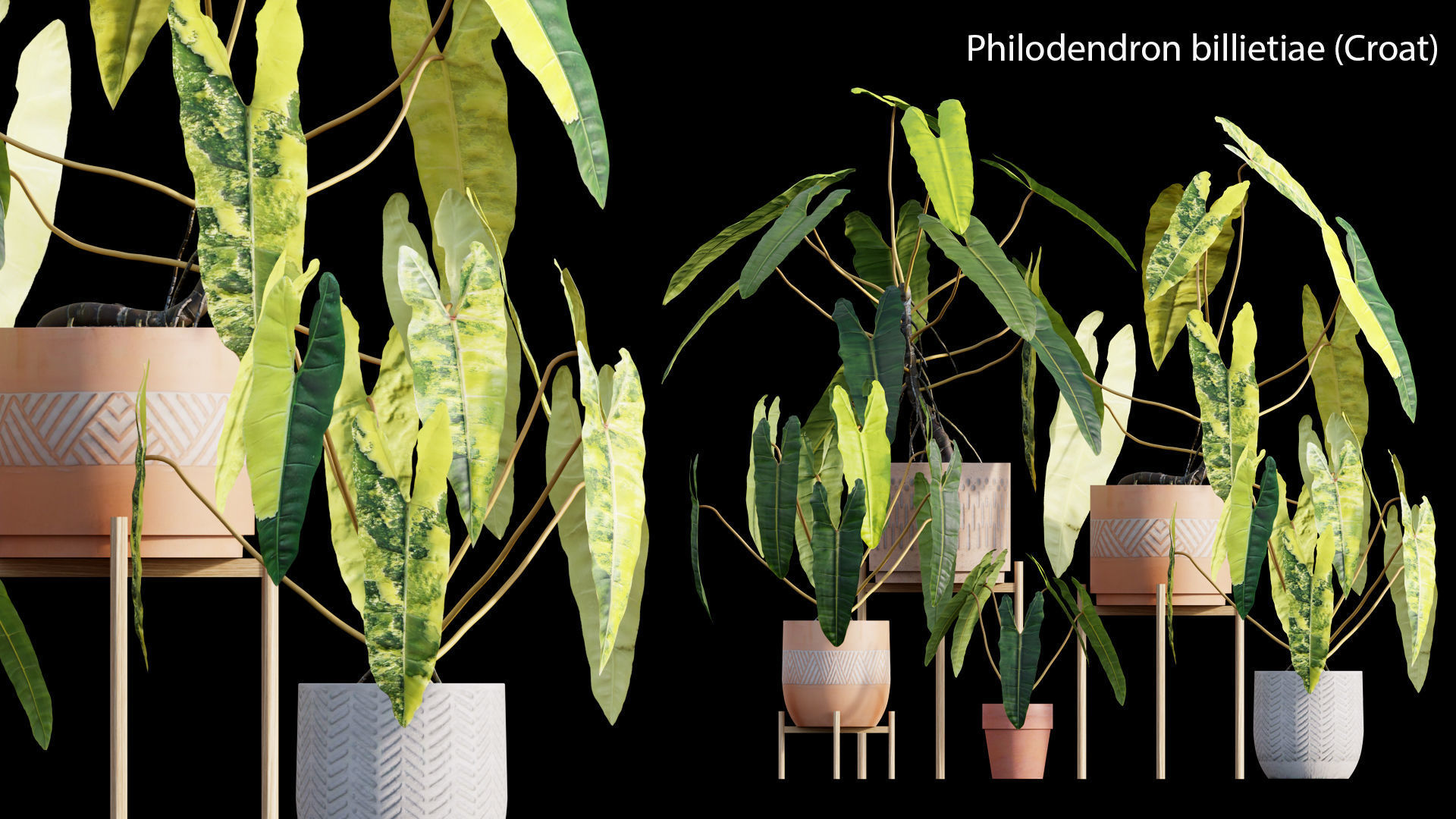 Bundle-15-Interior Plants 3D model_32