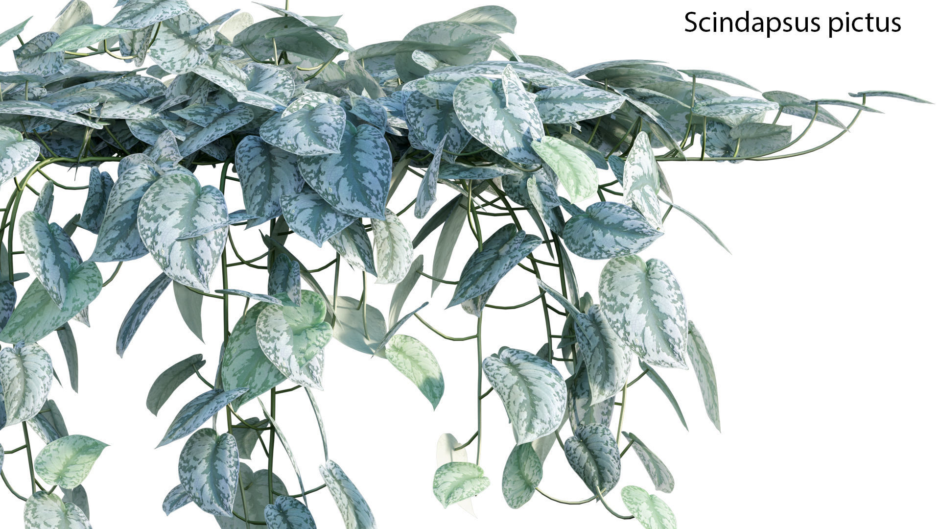 Bundle-15-Interior Plants 3D model_45