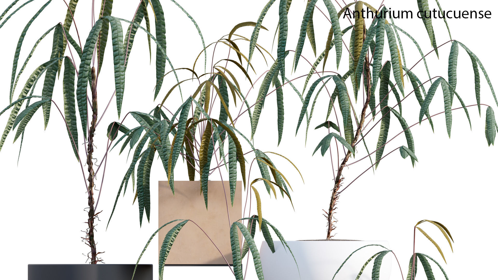 Bundle-15-Interior Plants 3D model_13