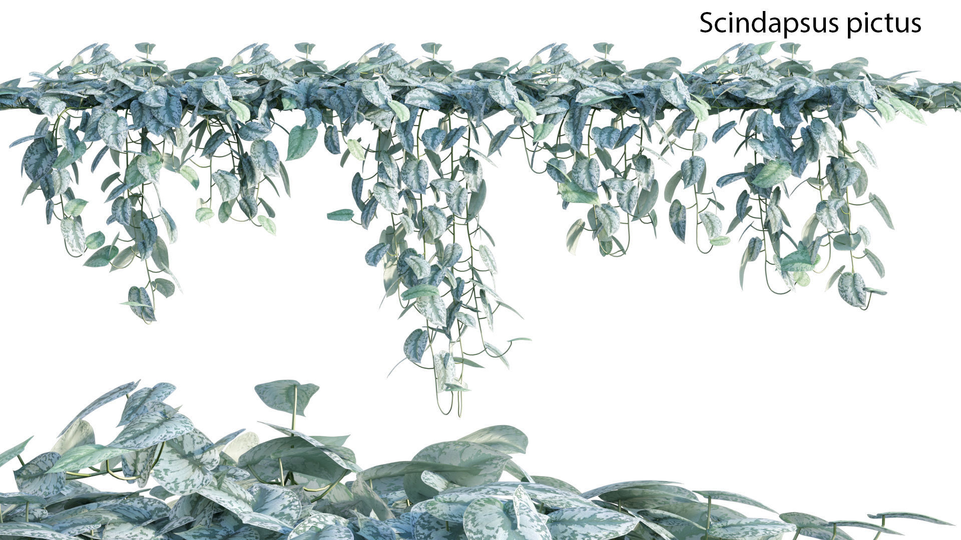 Bundle-15-Interior Plants 3D model_44
