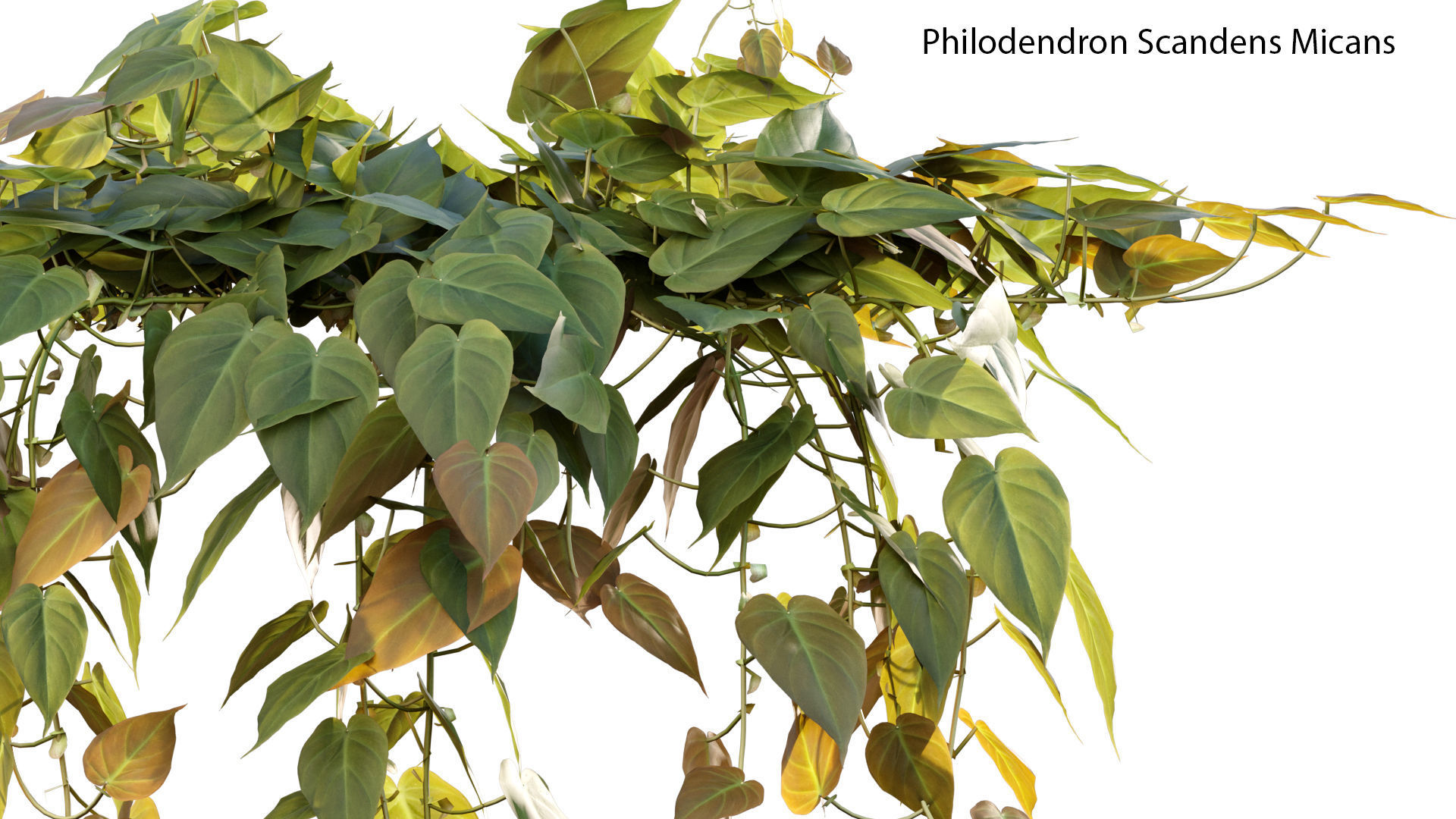 Bundle-15-Interior Plants 3D model_53