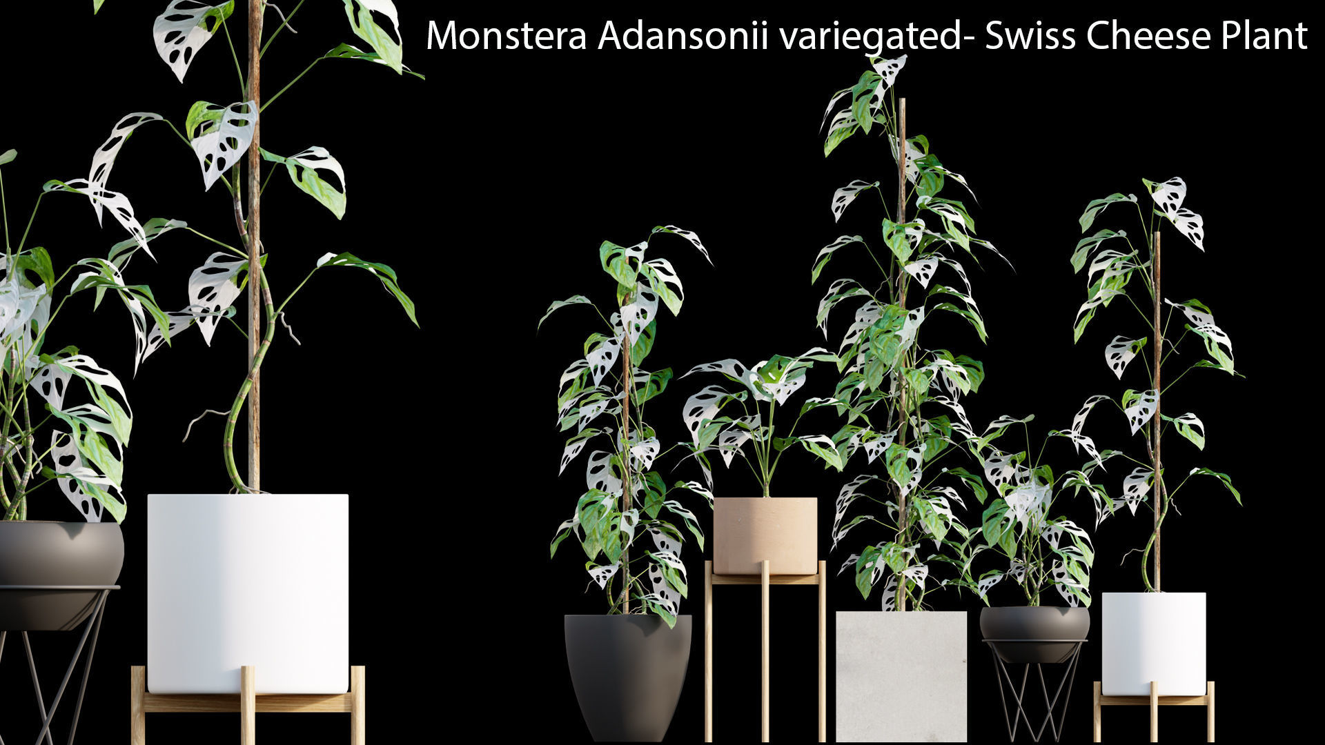 Bundle-15-Interior Plants 3D model_23