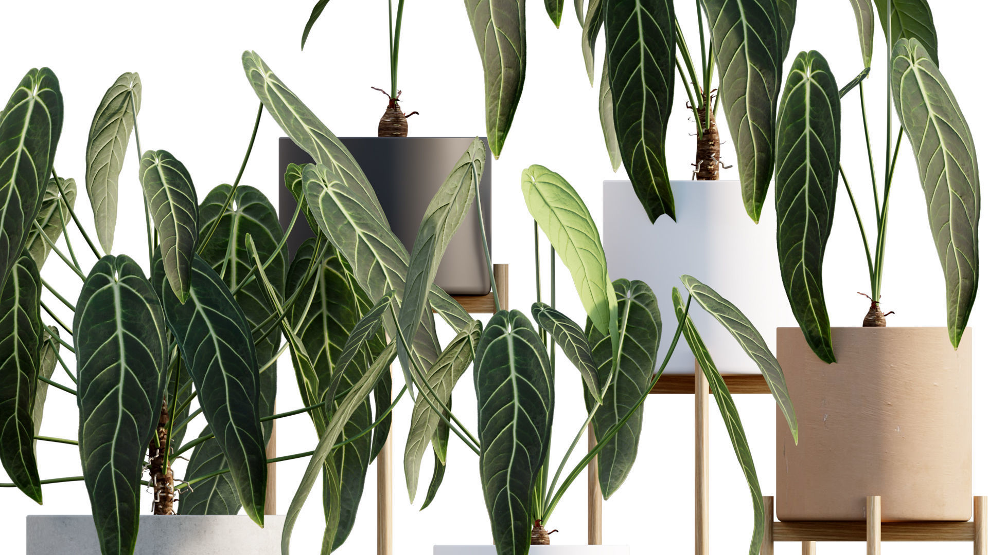 Bundle-15-Interior Plants 3D model_8