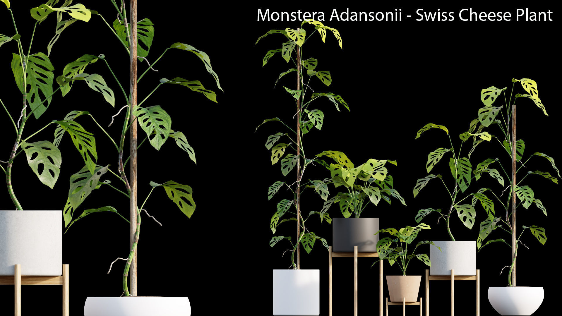 Bundle-15-Interior Plants 3D model_21