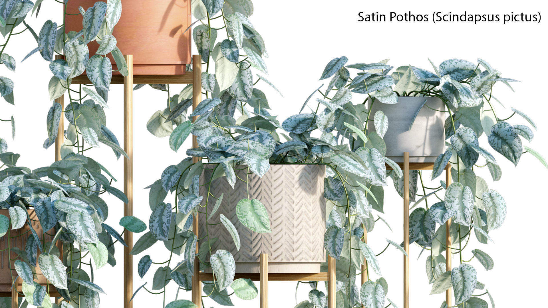 Bundle-15-Interior Plants 3D model_48