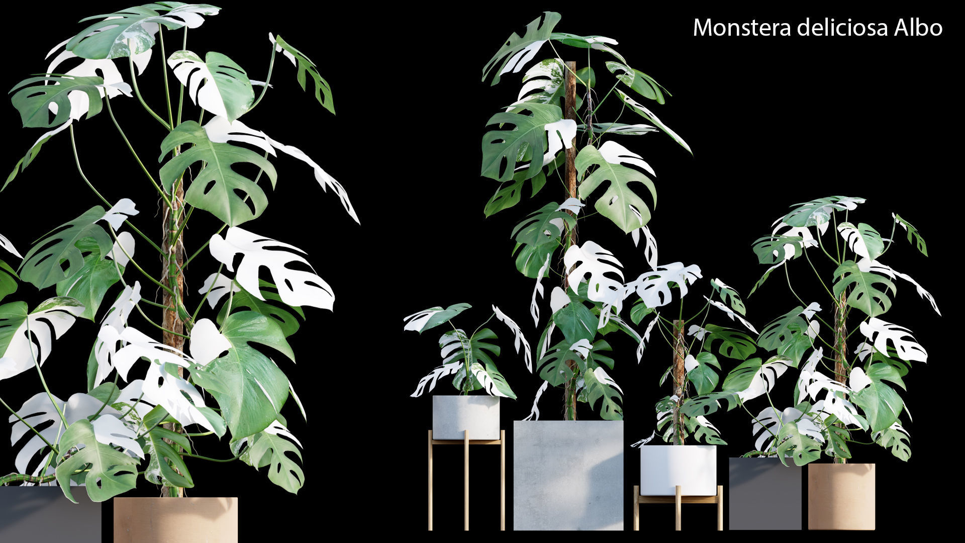 Bundle-15-Interior Plants 3D model_28