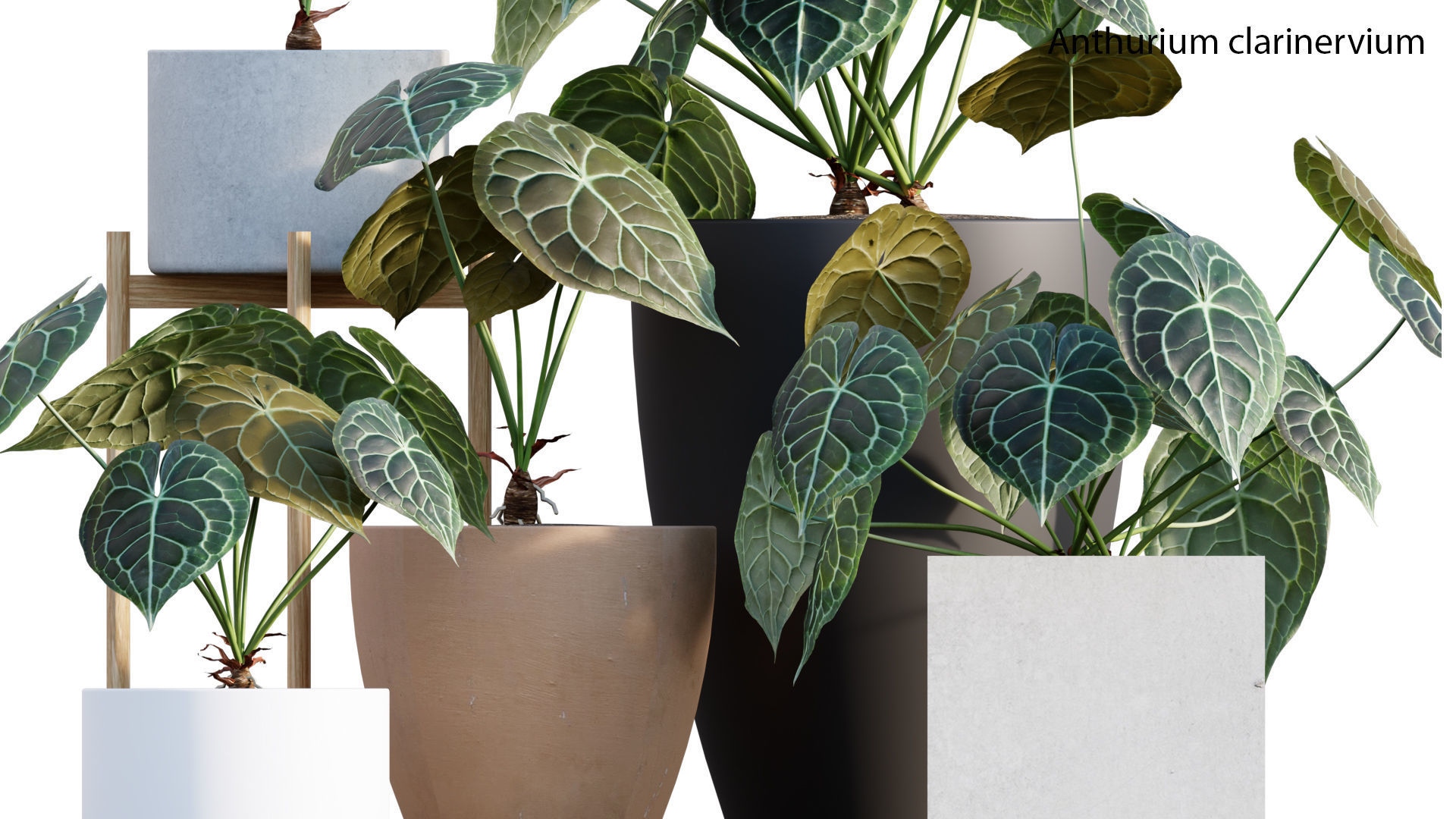 Bundle-15-Interior Plants 3D model_10