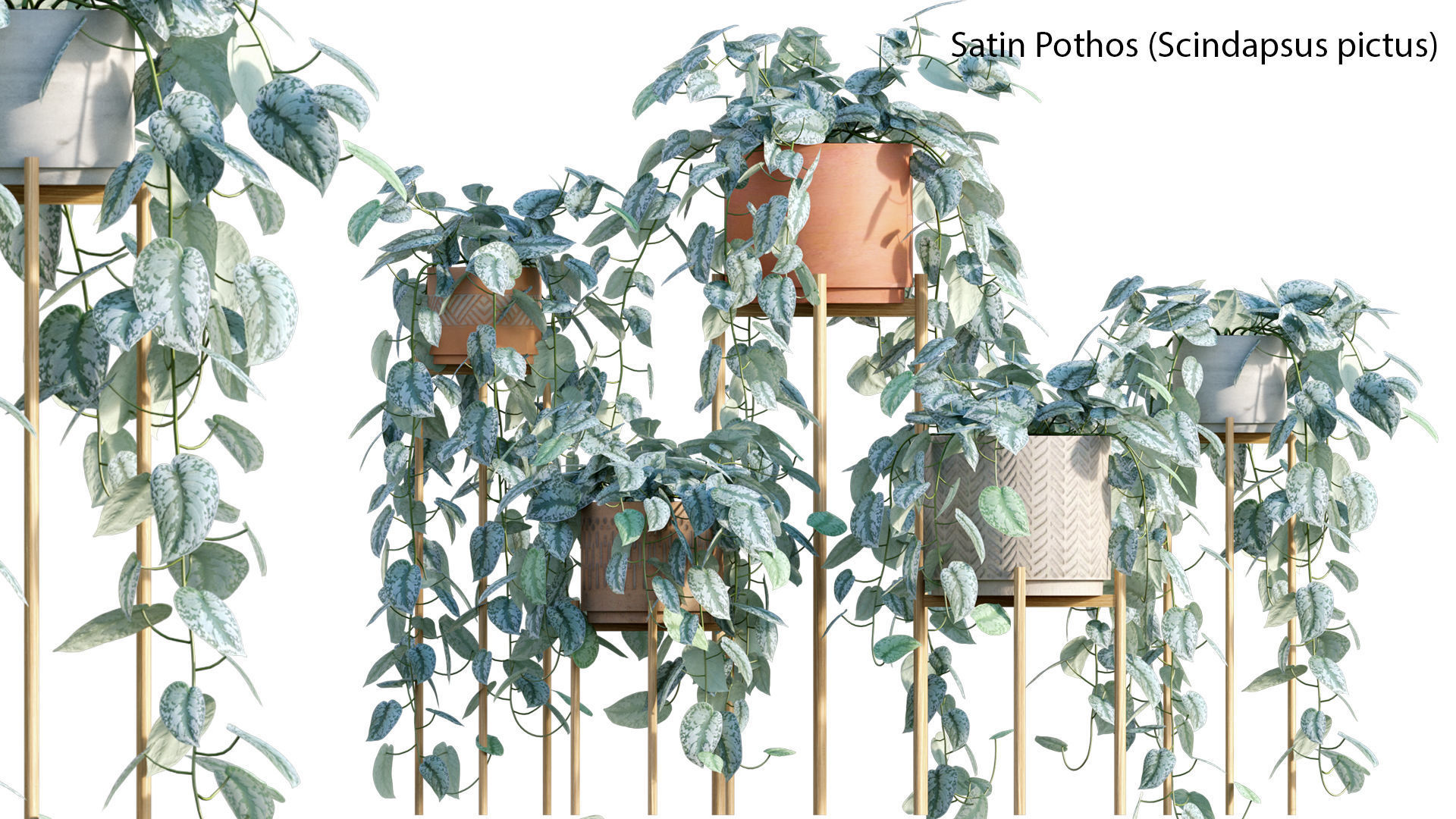 Bundle-15-Interior Plants 3D model_47
