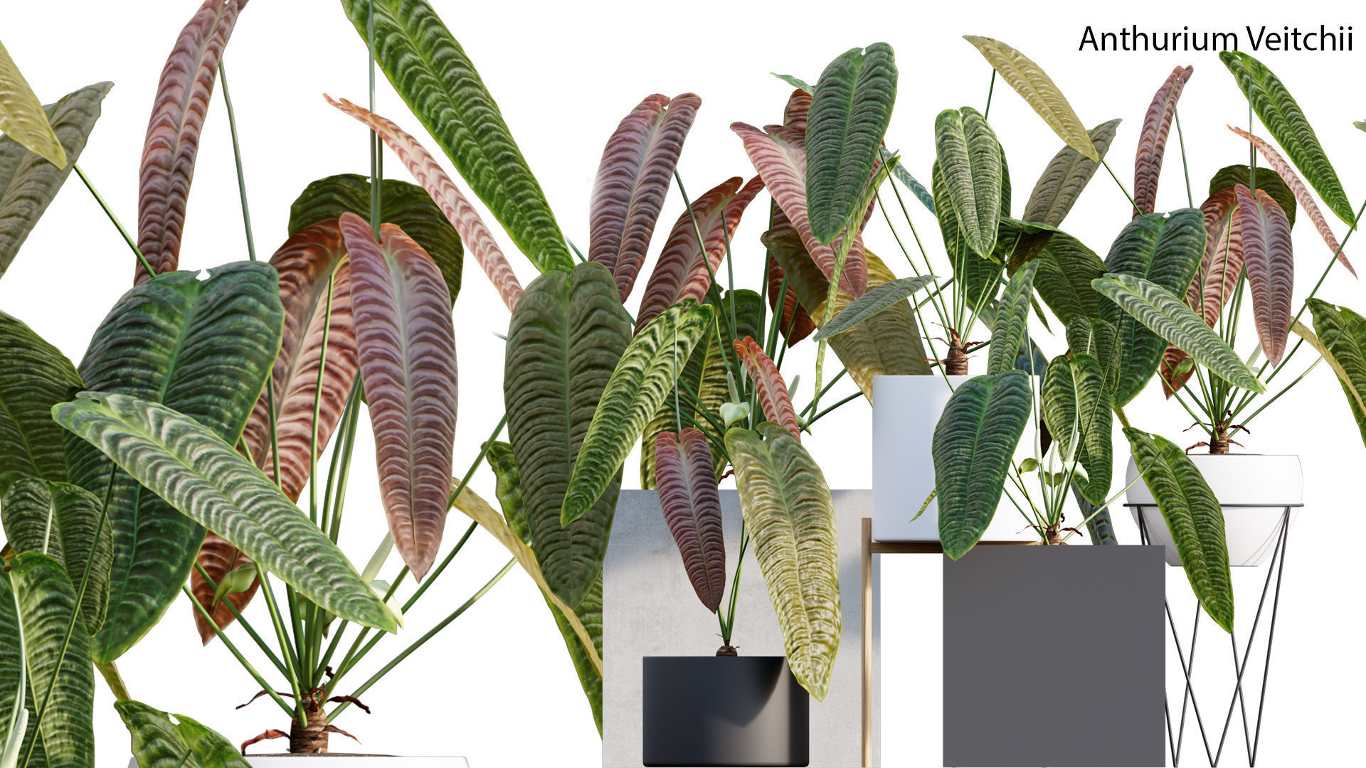 Bundle-15-Interior Plants 3D model_4