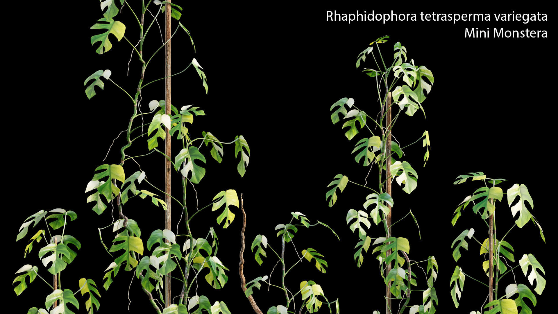 Bundle-15-Interior Plants 3D model_43