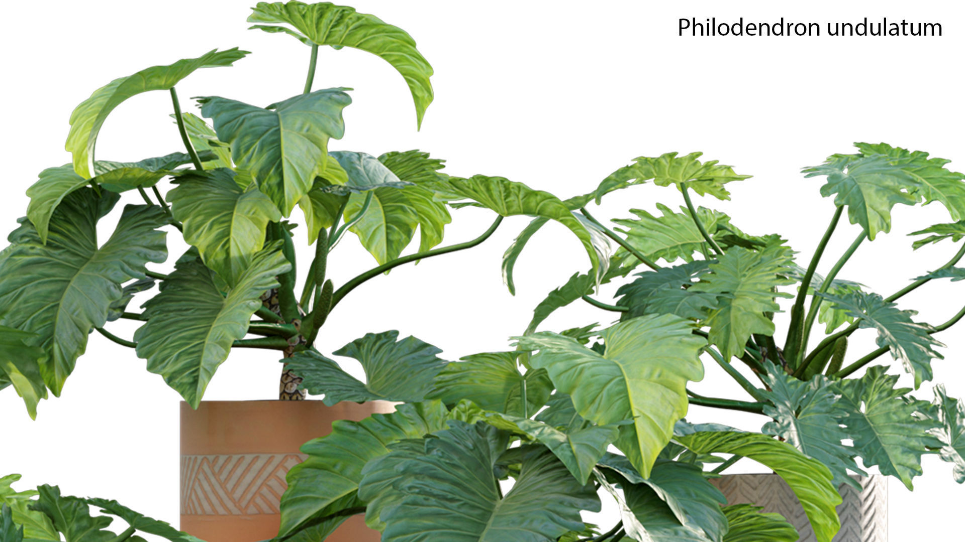 Bundle-15-Interior Plants 3D model_38