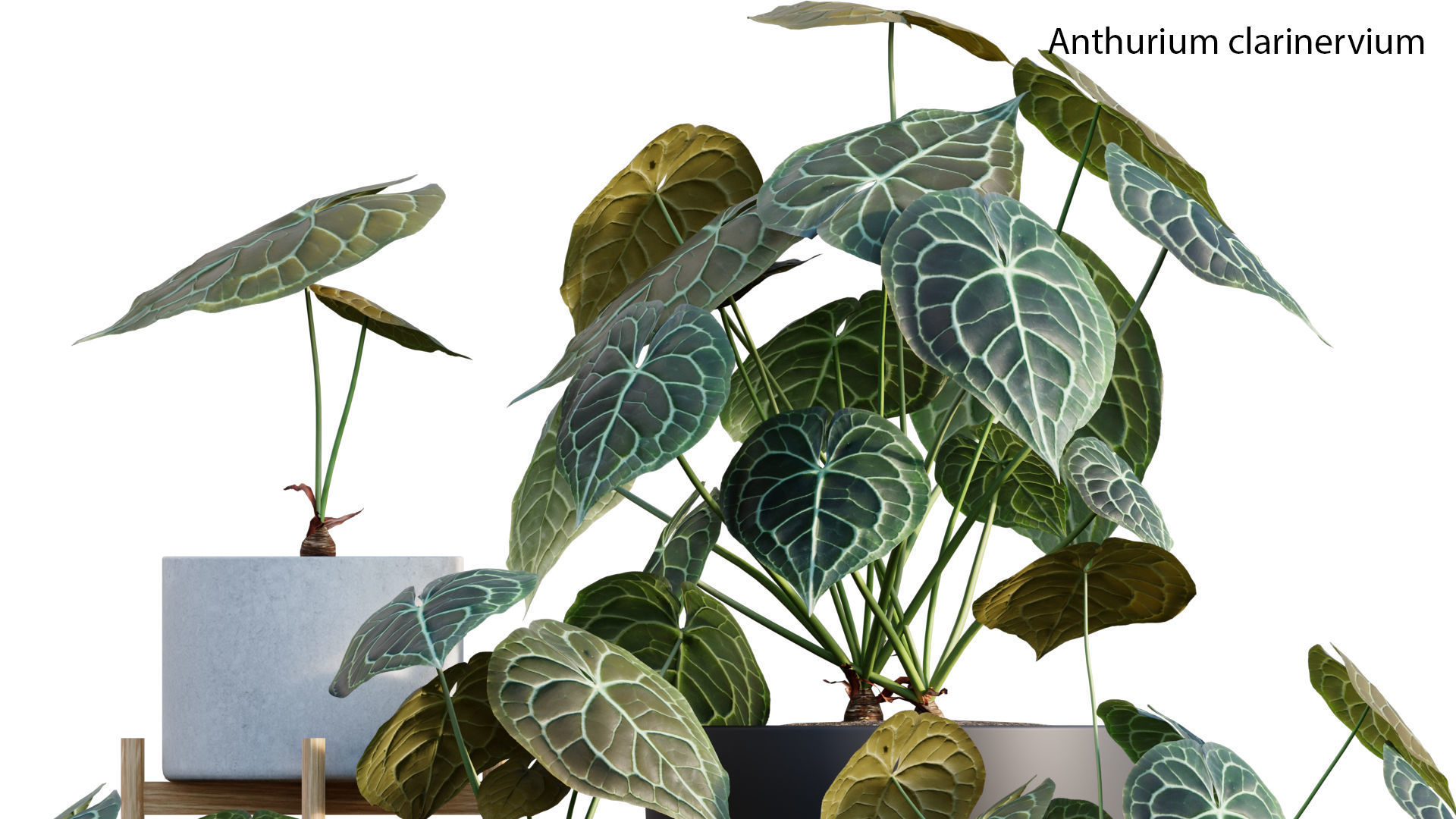 Bundle-15-Interior Plants 3D model_11