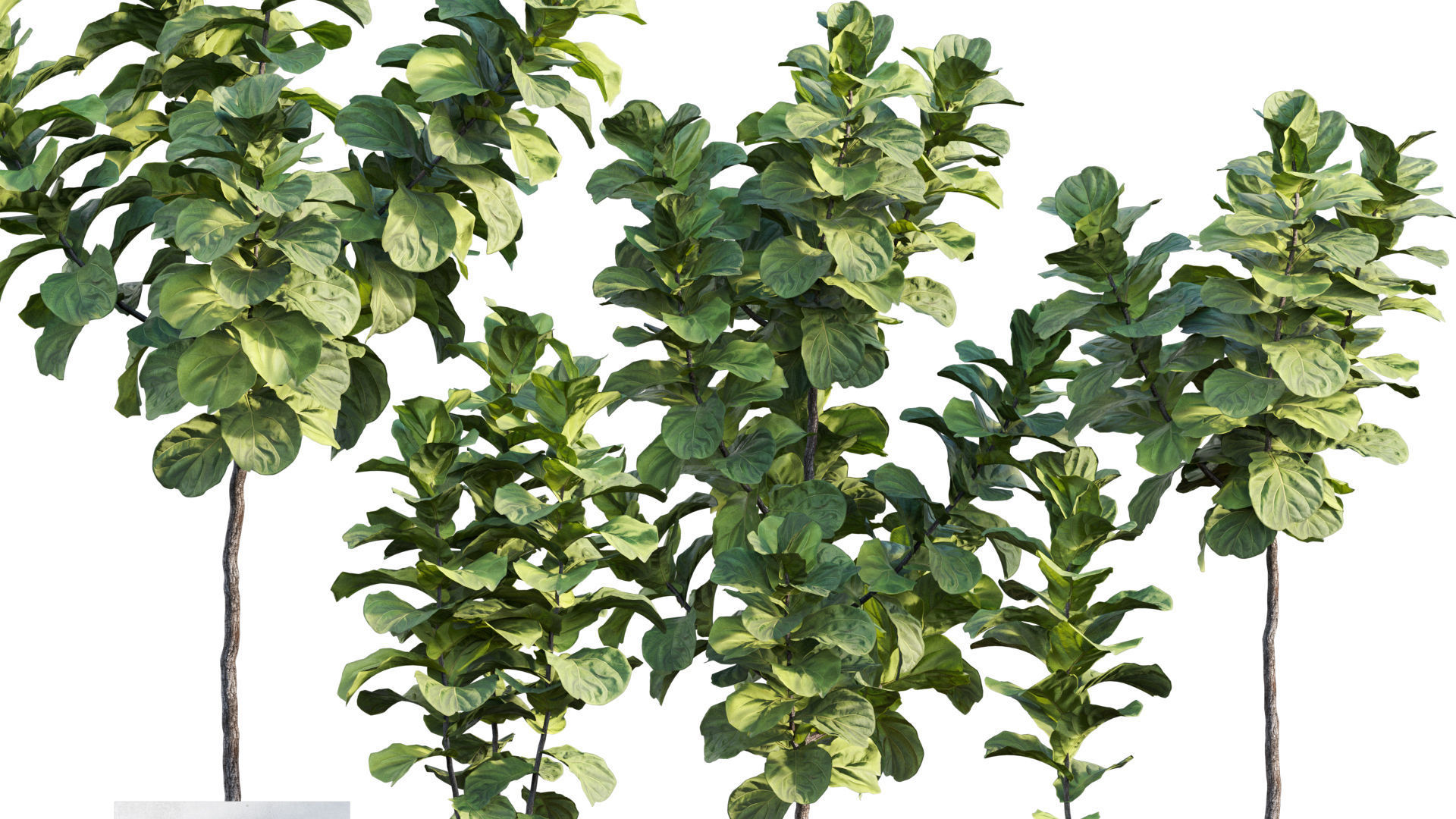 Bundle-15-Interior Plants 3D model_16