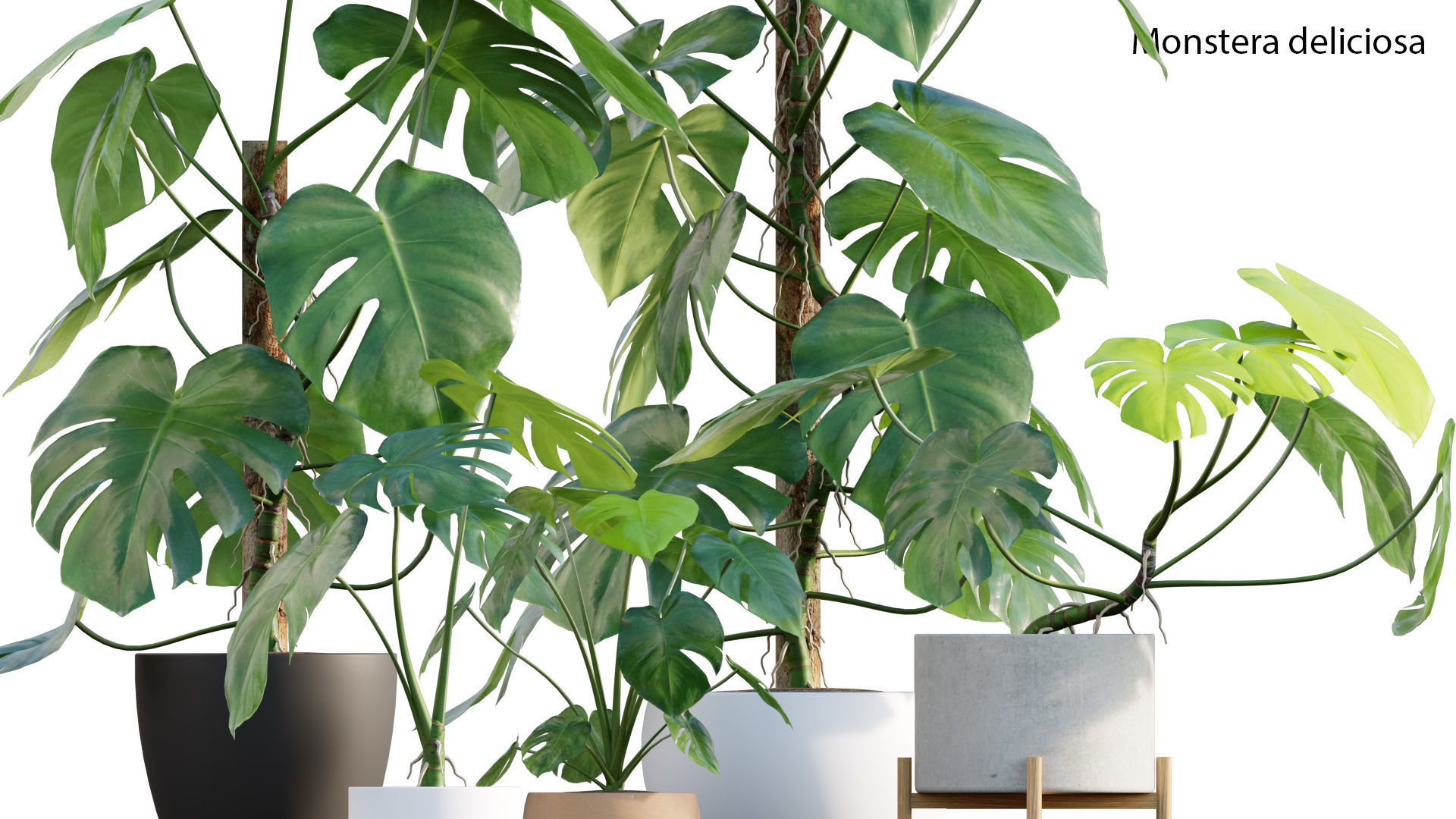 Bundle-15-Interior Plants 3D model_27