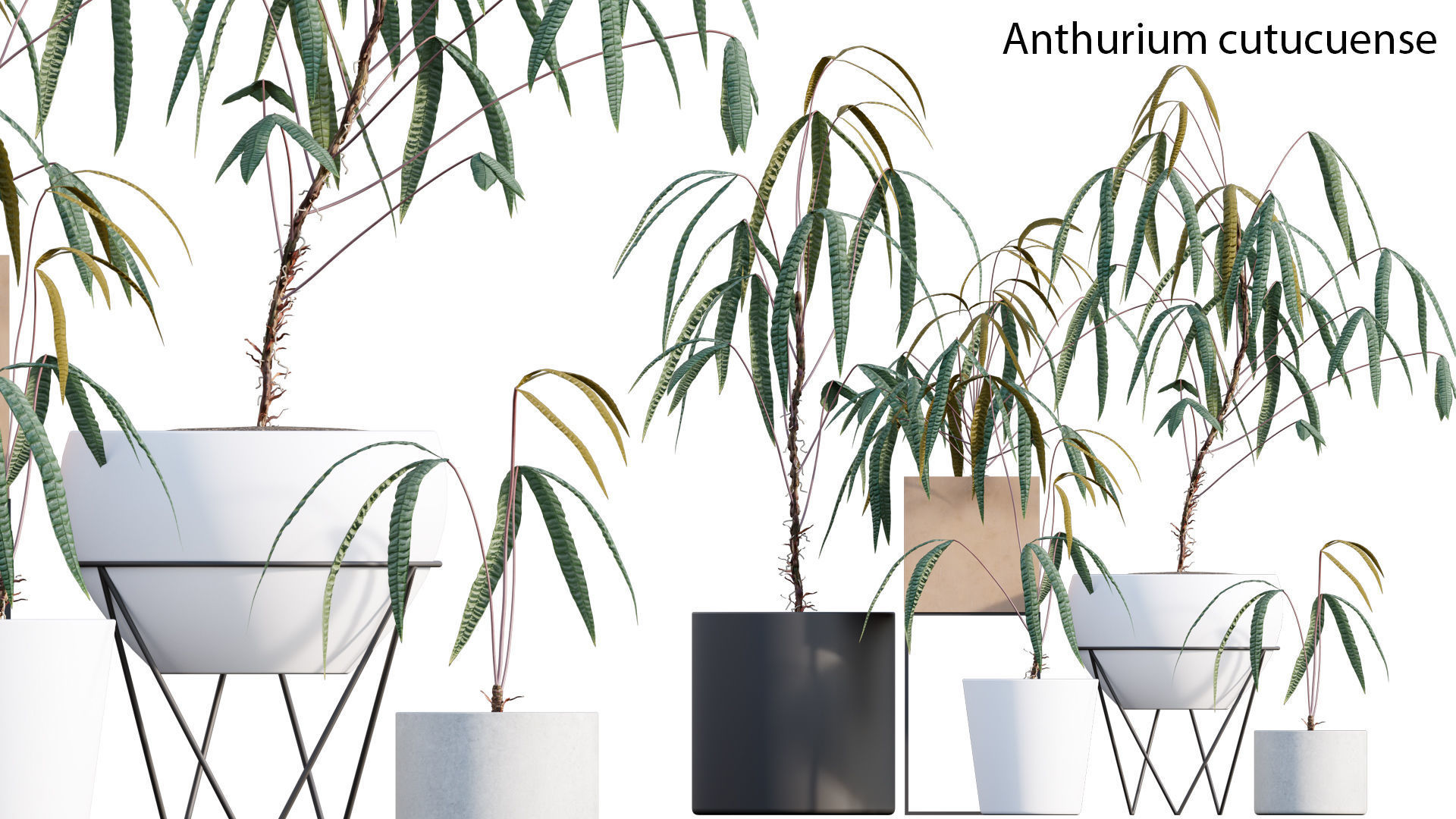 Bundle-15-Interior Plants 3D model_12