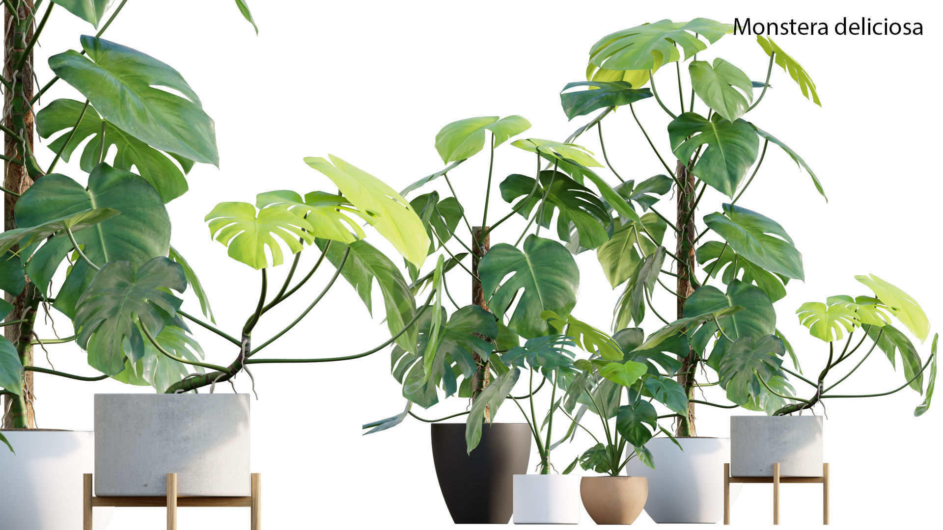 Bundle-15-Interior Plants 3D model_26