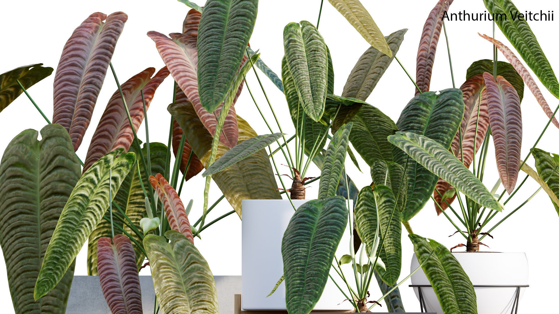 Bundle-15-Interior Plants 3D model_5