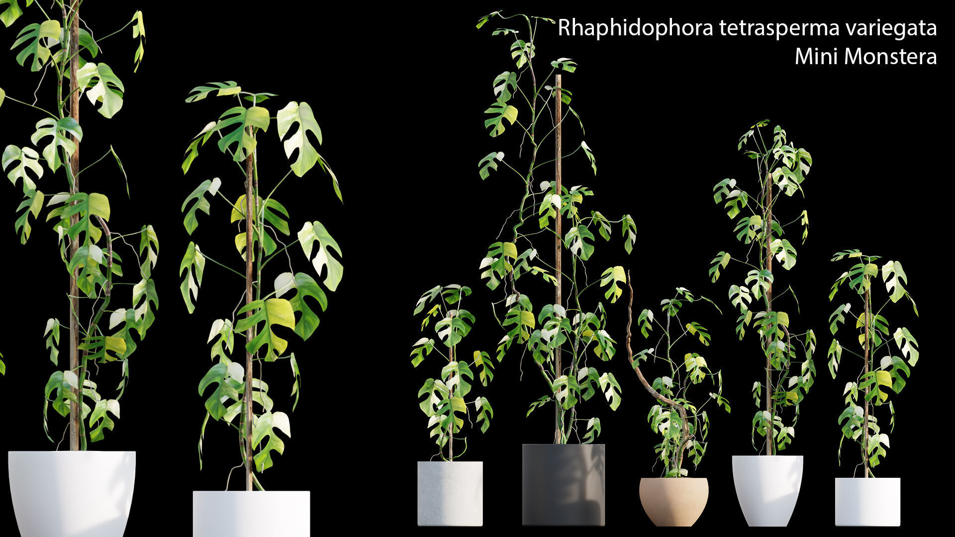 Bundle-15-Interior Plants 3D model_42