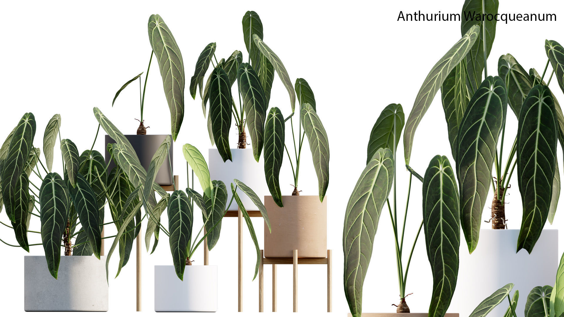 Bundle-15-Interior Plants 3D model_7