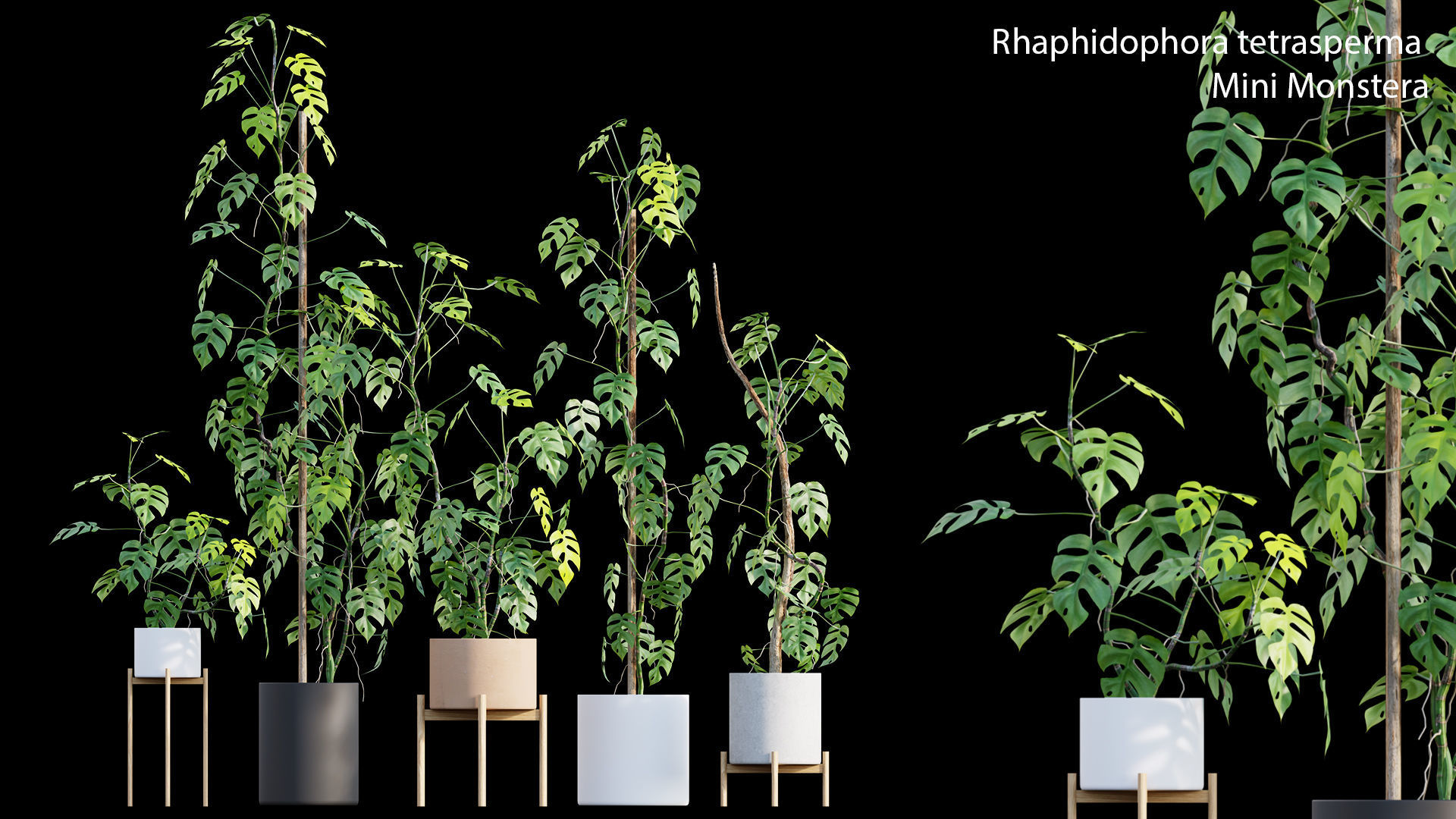 Bundle-15-Interior Plants 3D model_40