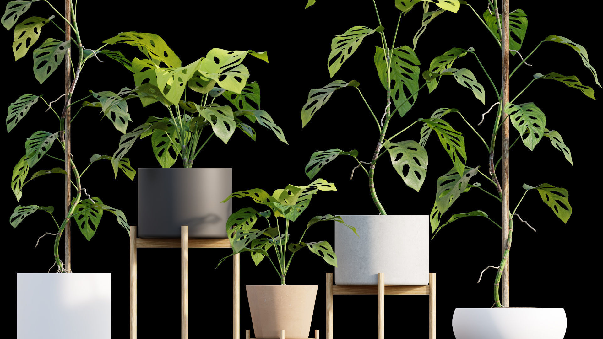 Bundle-15-Interior Plants 3D model_22