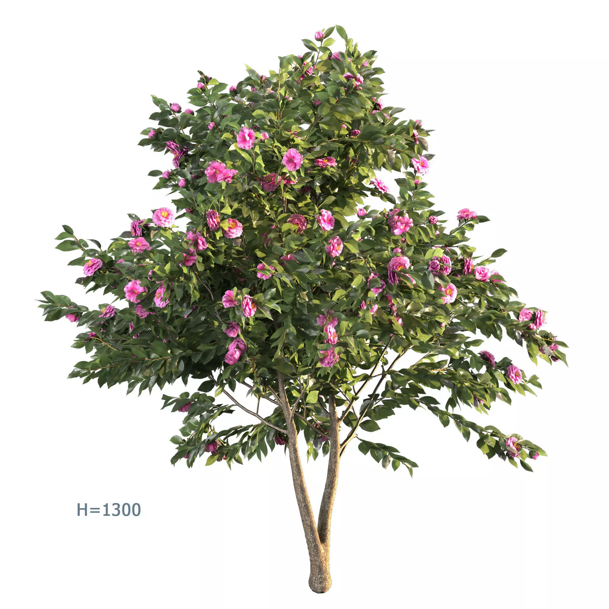 Camellia 01 3D model_0