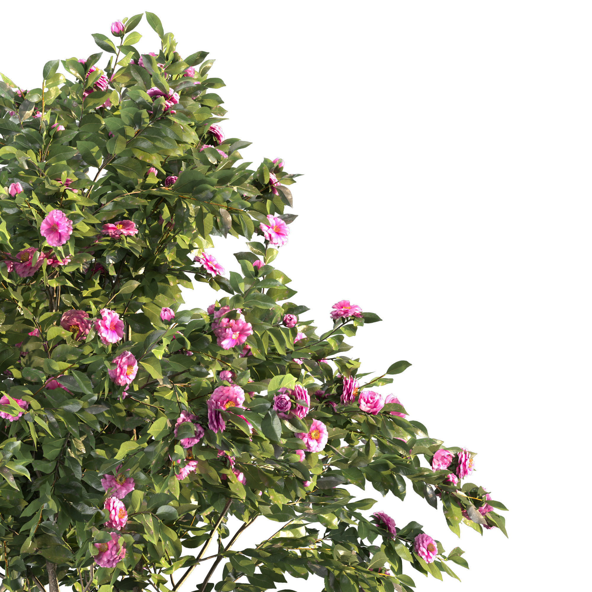 Camellia 01 3D model_1