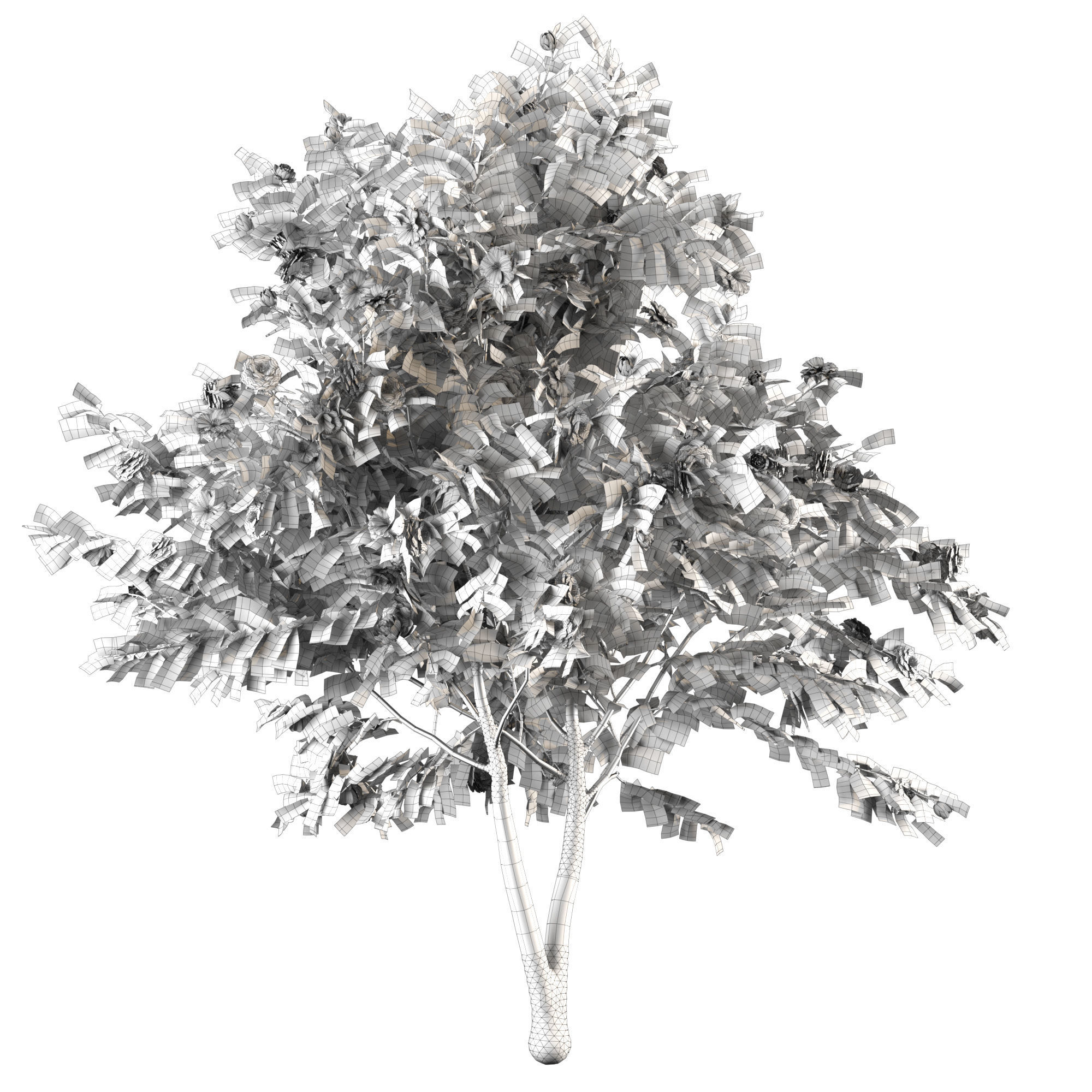 Camellia 01 3D model_2