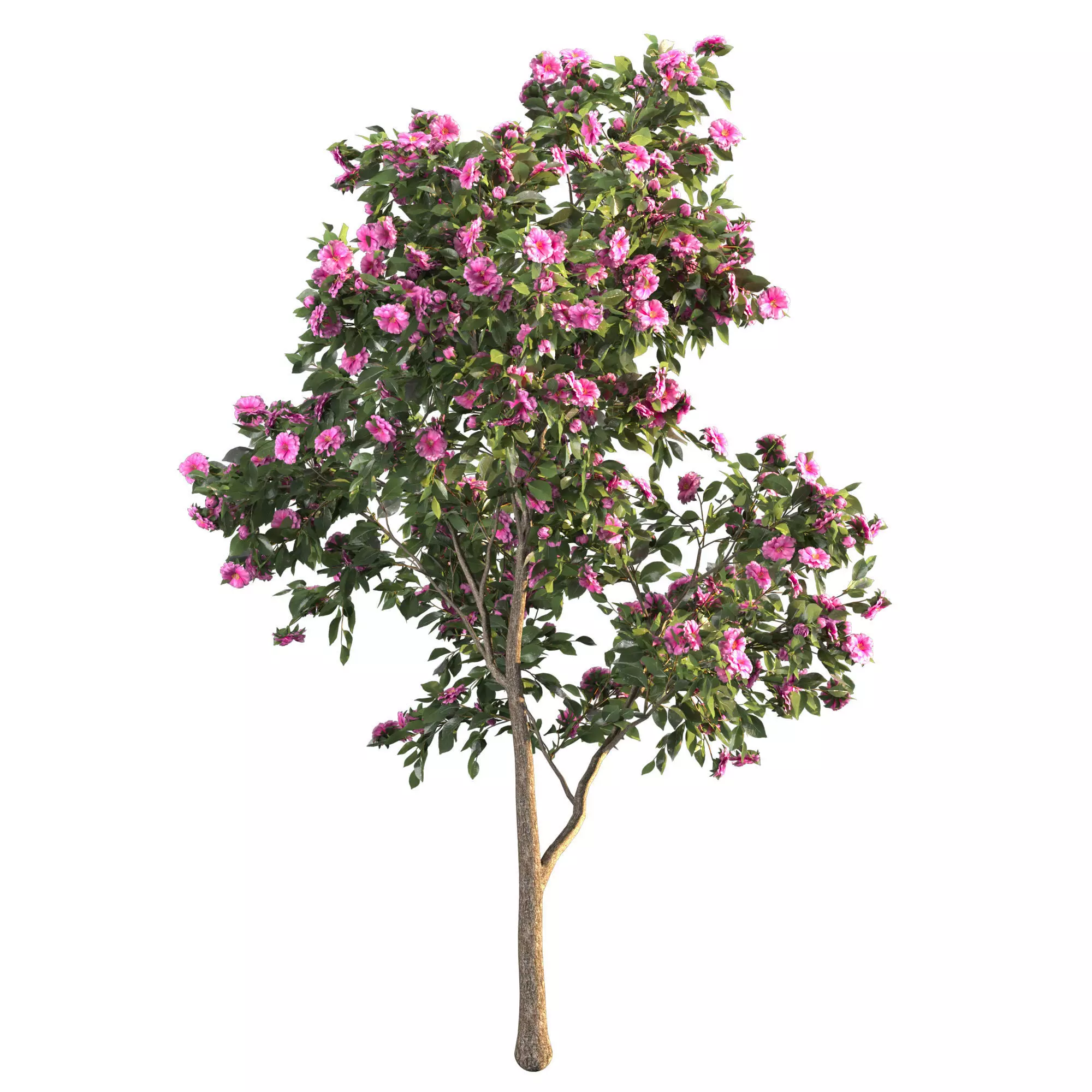 Camellia 02 3D model