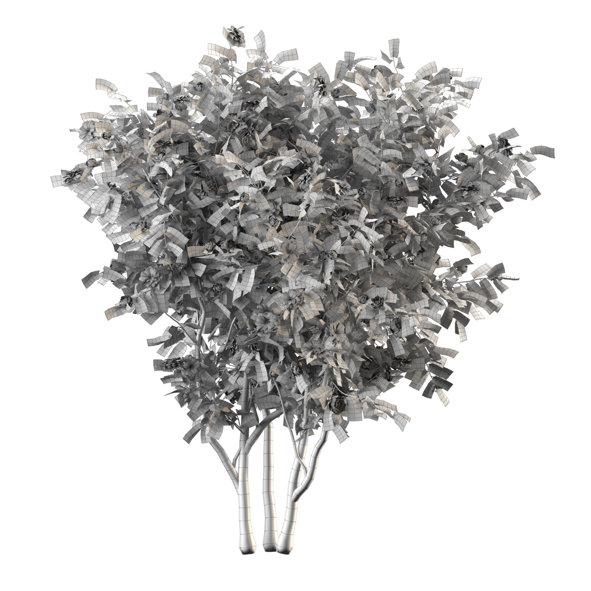 Camellia 03 3D model_1