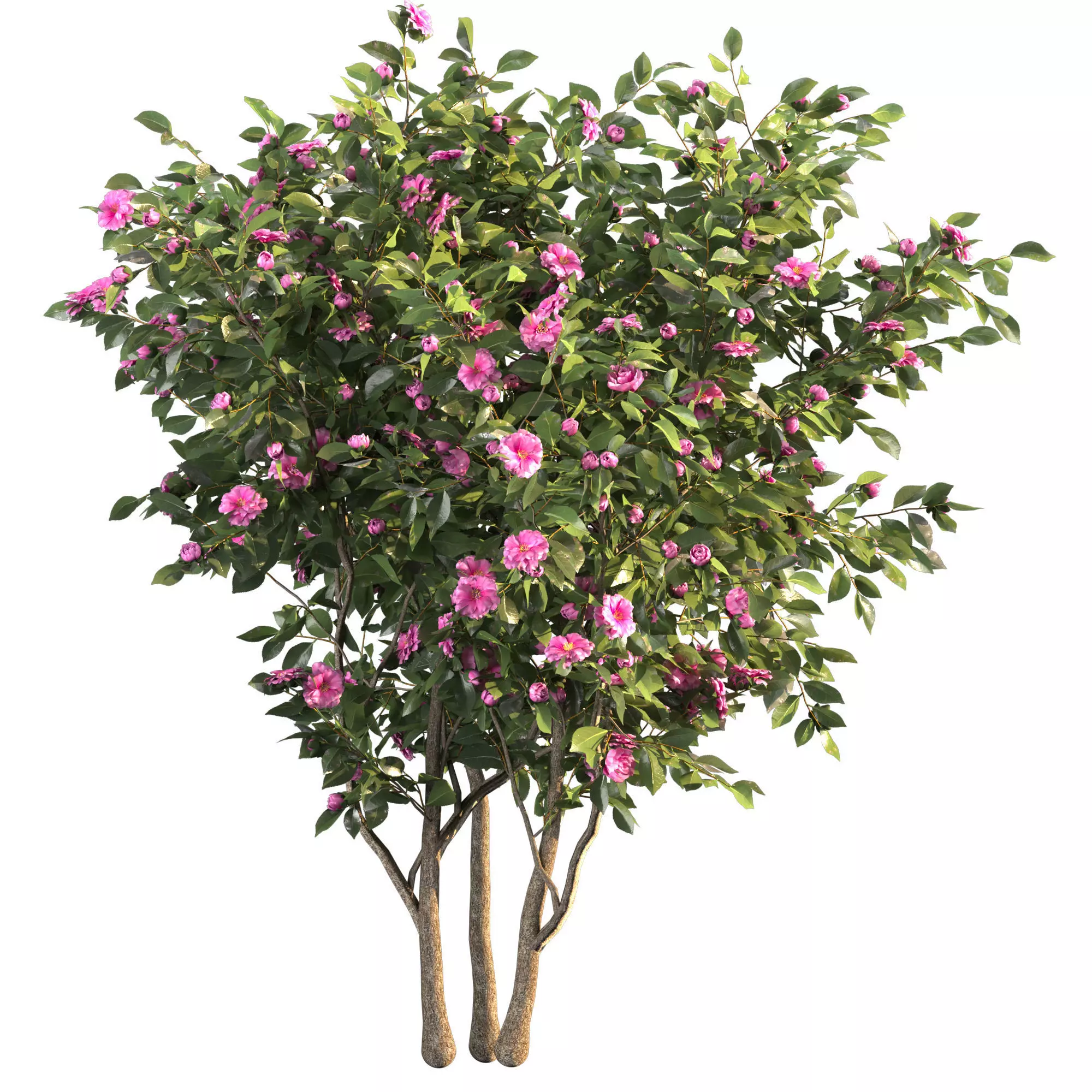 Camellia 03 3D model_0