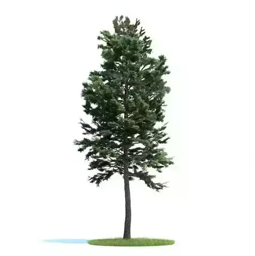 Tall Green Tree Pine