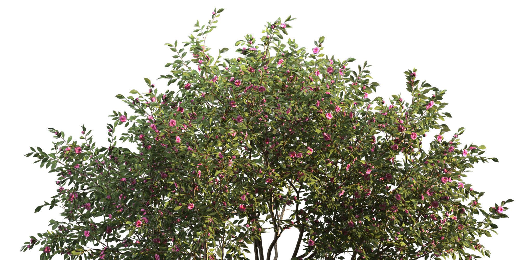 Camellia tree 3D model_1
