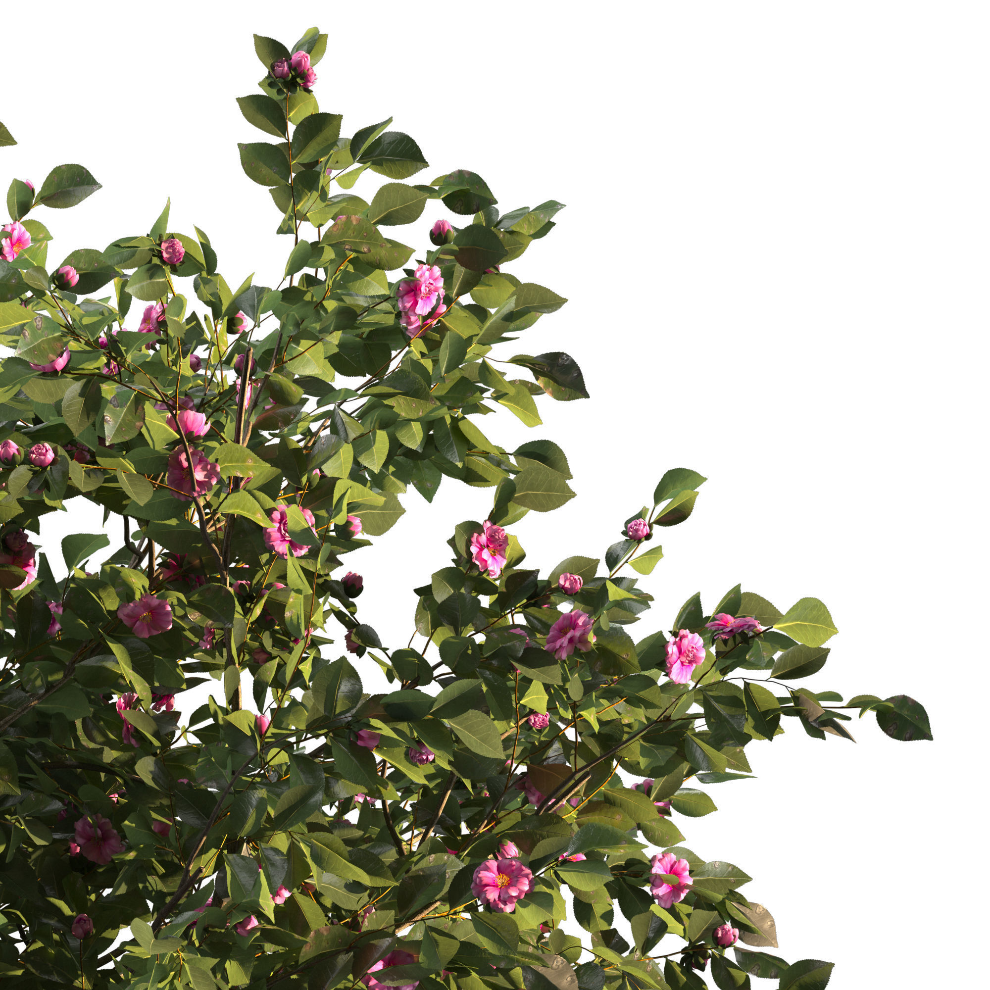 Camellia tree 3D model_3