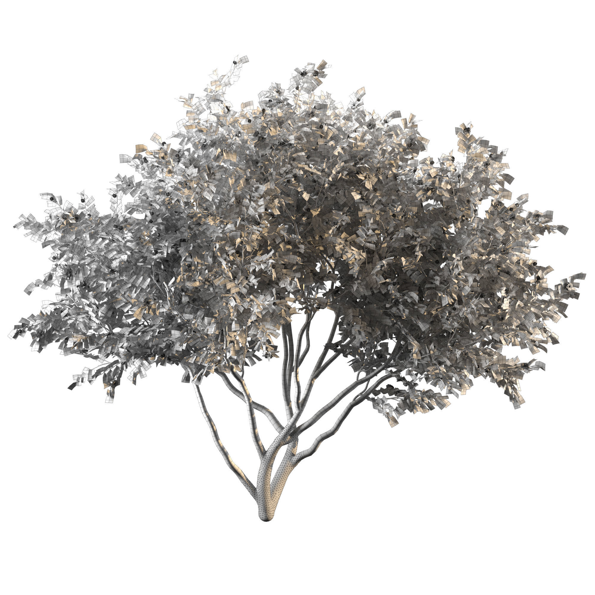 Camellia tree 3D model_2