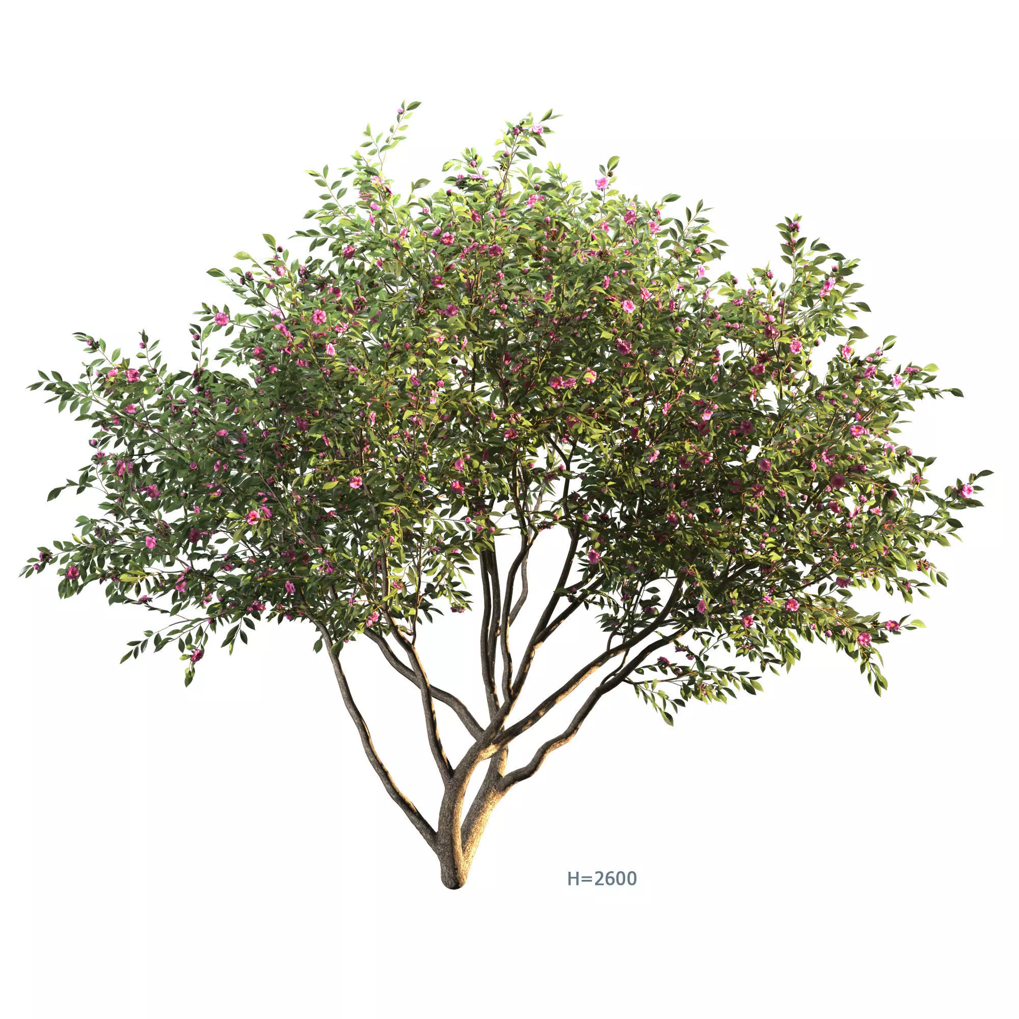 Camellia tree 3D model_0