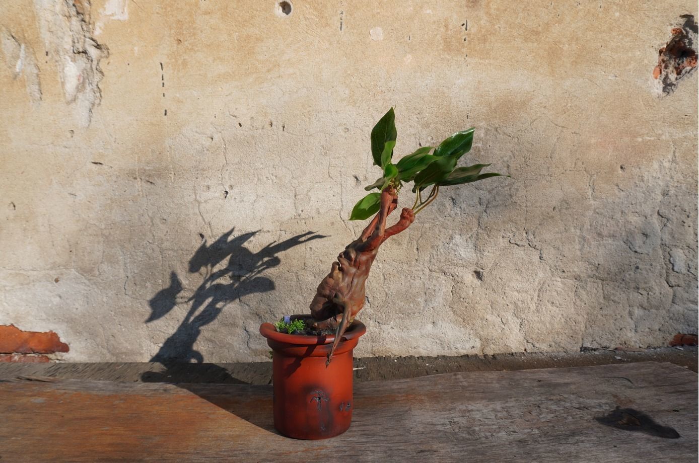 mandrake root plants from the Harry Potter movie 3D print model_16