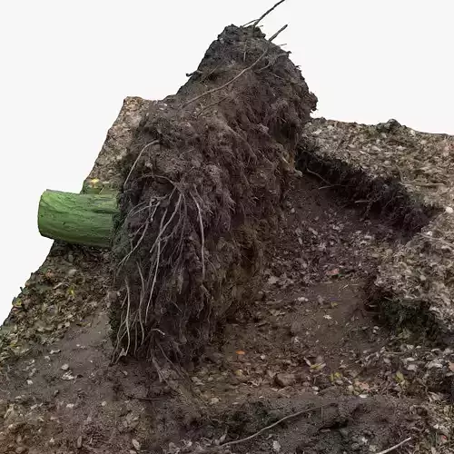 Uprooted fallen tree in forest