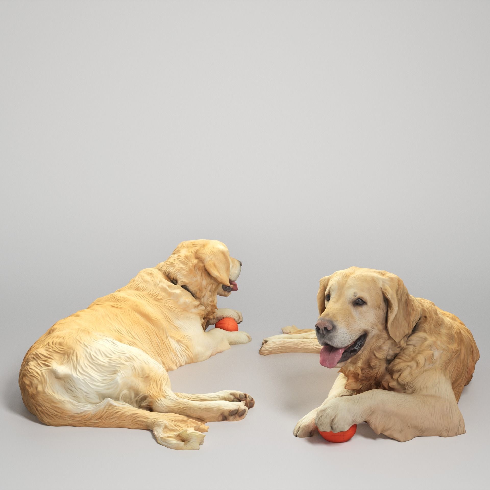 Golden retriever 17 Low-poly 3D model_1