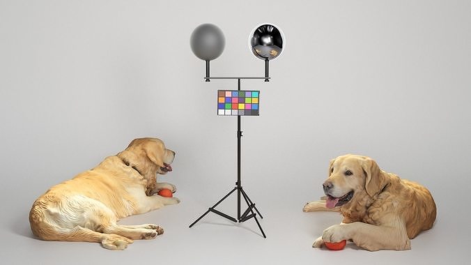 Golden retriever 17 Low-poly 3D model