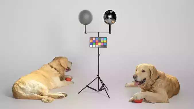 Golden retriever 17 Low-poly 3D model