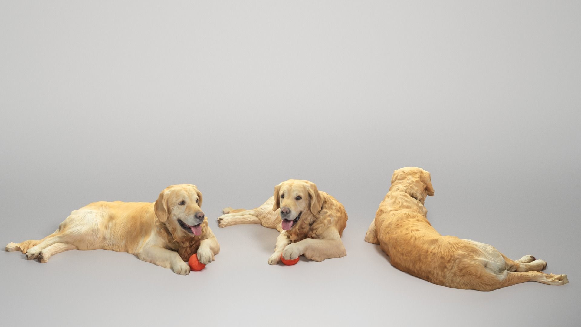 Golden retriever 17 Low-poly 3D model_2