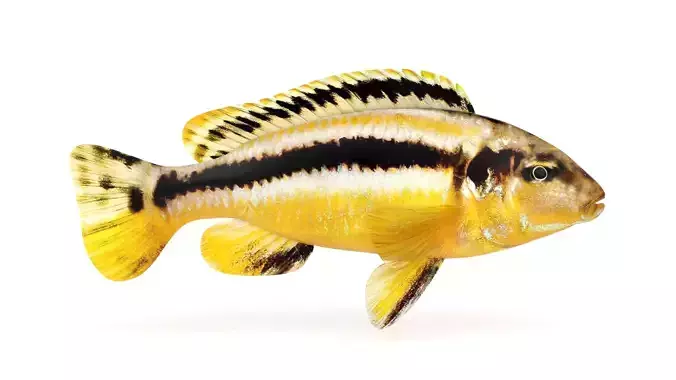 Auratus Fish