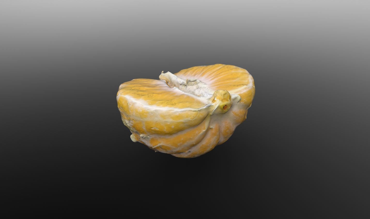 Half Clementine 3D Scan for Unreal and Unity and FBX Low-poly 3D model_11